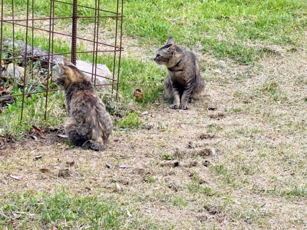 IMG_2489-1024x768 本日、修善寺ベースに戻る