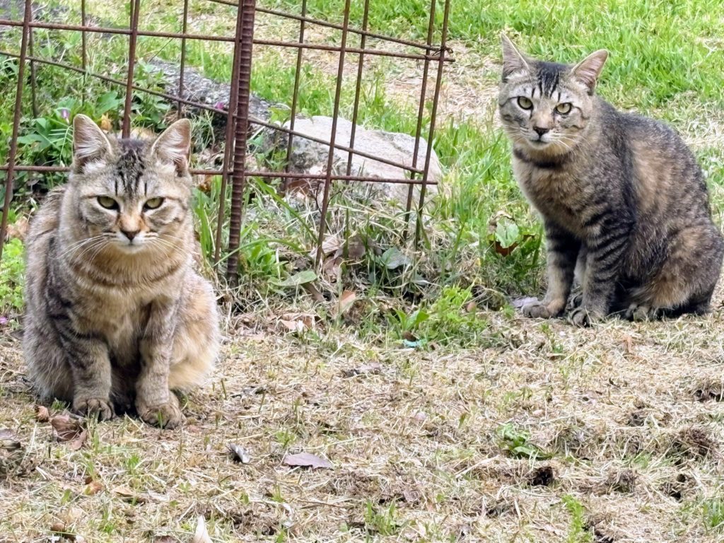 IMG_2493-1024x768 本日、修善寺ベースに戻る