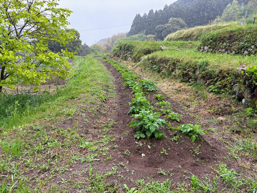 IMG_2510-1-1024x768 伊豆の雨