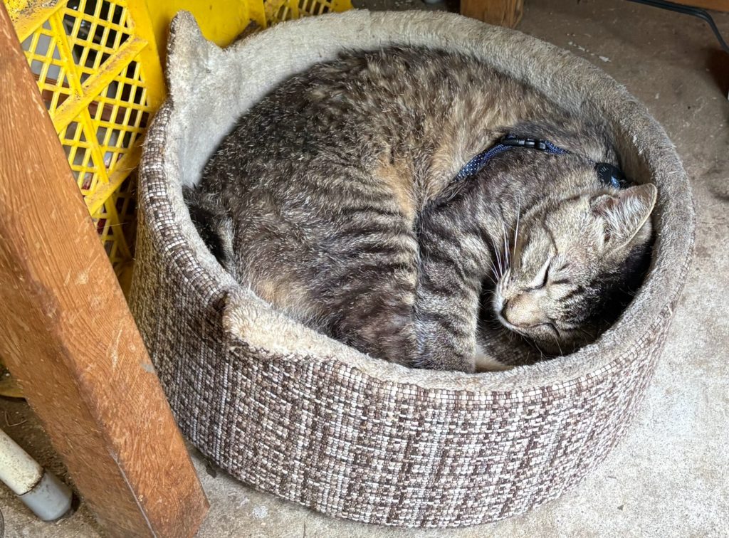 IMG_2514-1024x756 伊豆の雨