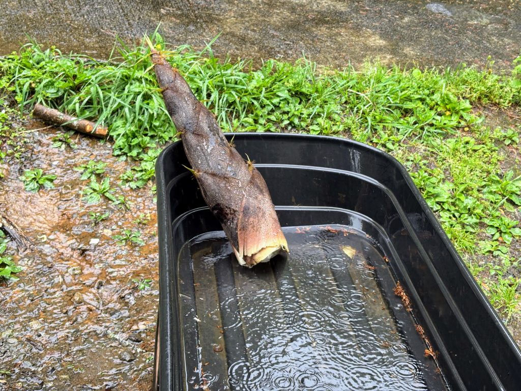 IMG_2515-1-1024x768 伊豆の雨