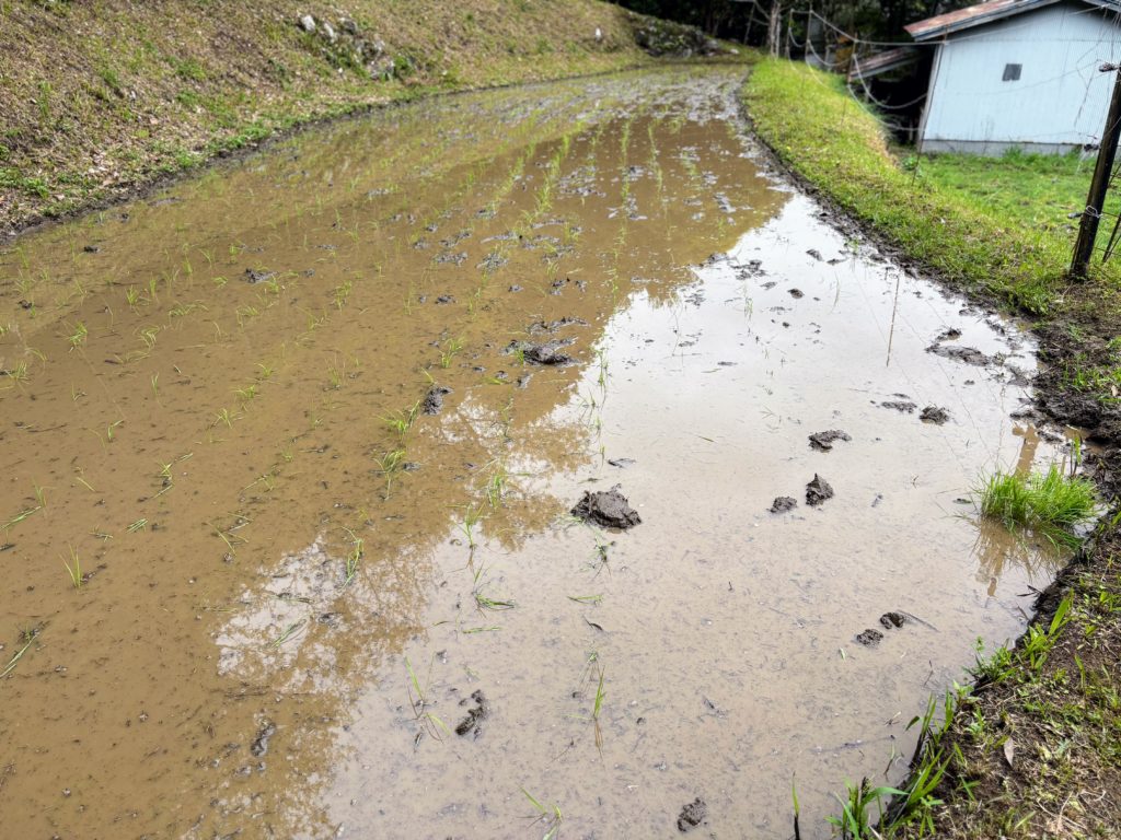 IMG_2547-1024x768 田植え完了