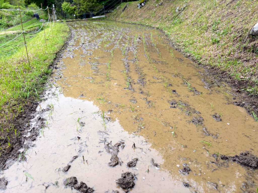 IMG_2548-1024x768 田植え完了