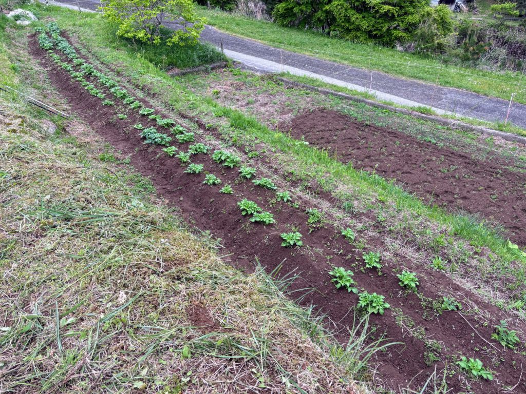 IMG_2555-1024x768 田植え完了