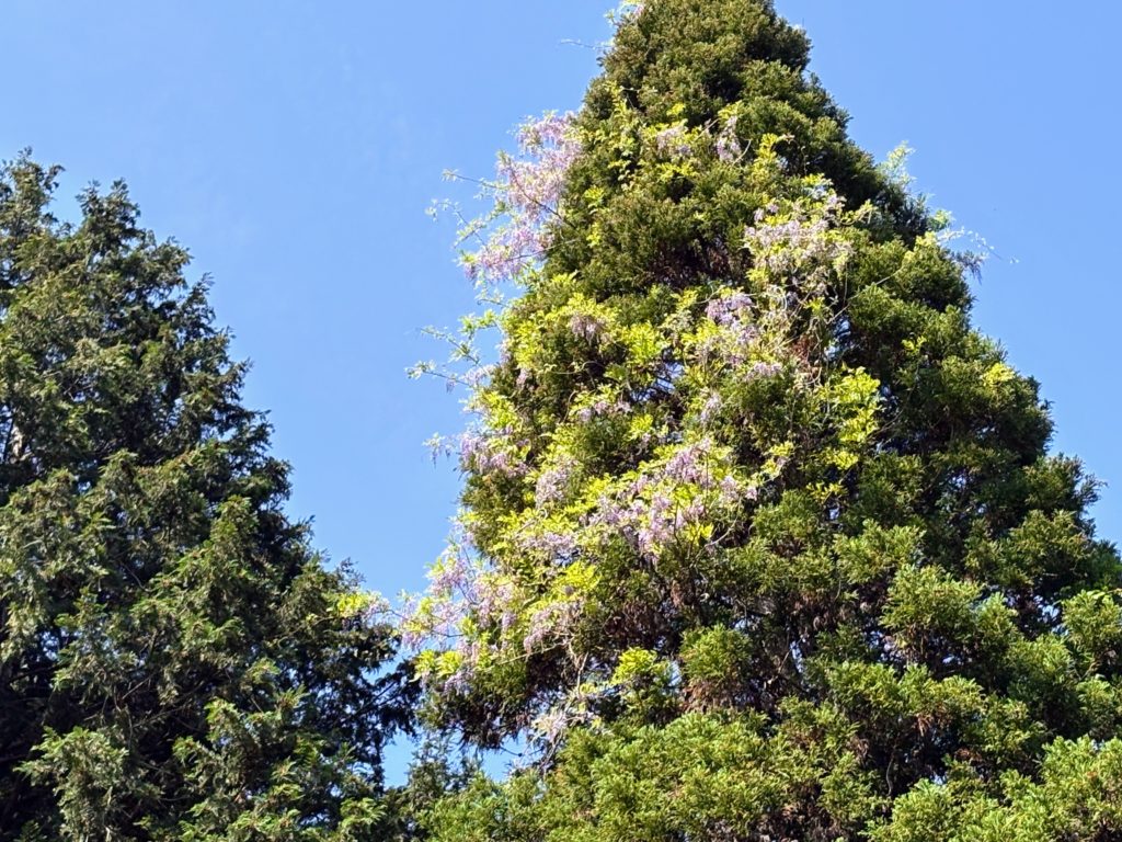 IMG_2585-1024x768 初夏の日差し