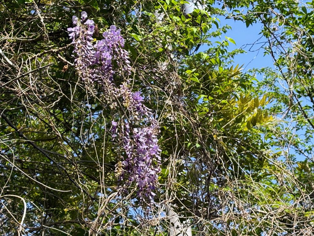 IMG_2586-1024x768 初夏の日差し