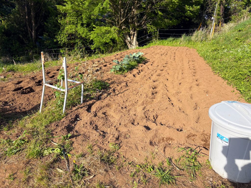 IMG_2590-1024x768 初夏の日差し