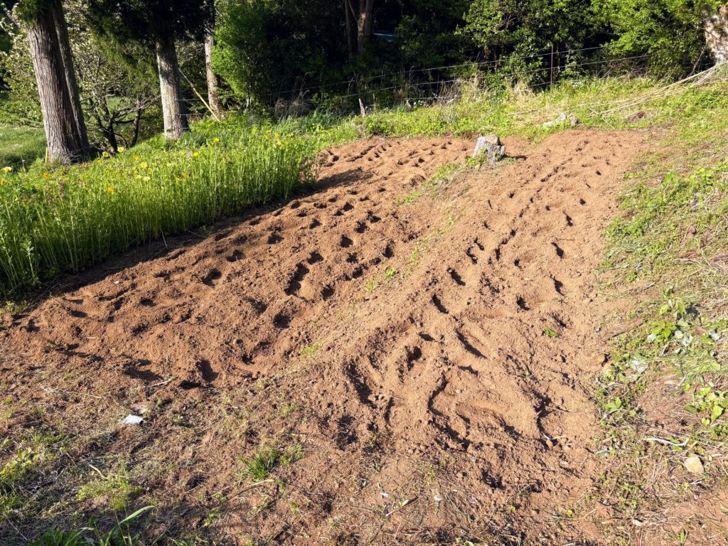 IMG_2591-1024x768 初夏の日差し