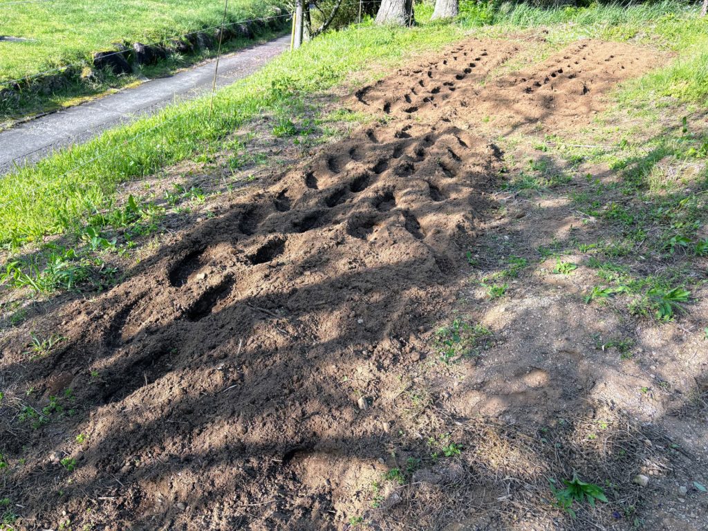 IMG_2592-1024x768 初夏の日差し