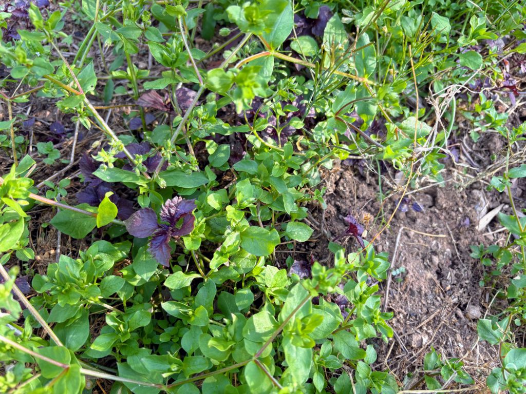 IMG_2594-1024x768 初夏の日差し