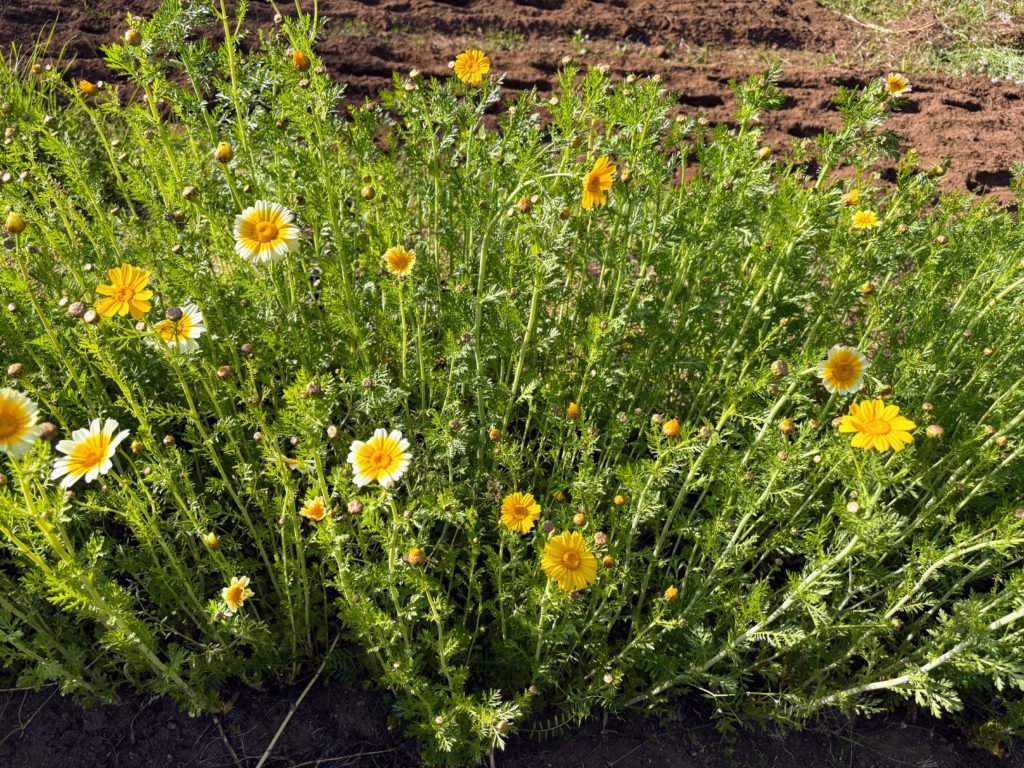 IMG_2596-1024x768 初夏の日差し