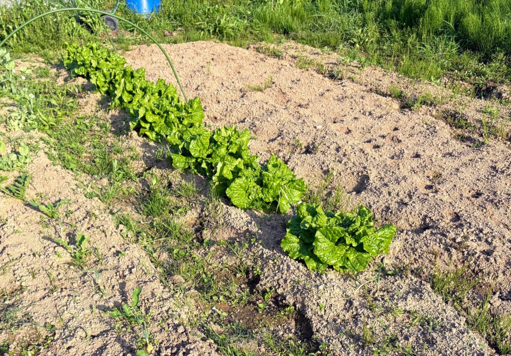 IMG_2597-1024x715 初夏の日差し