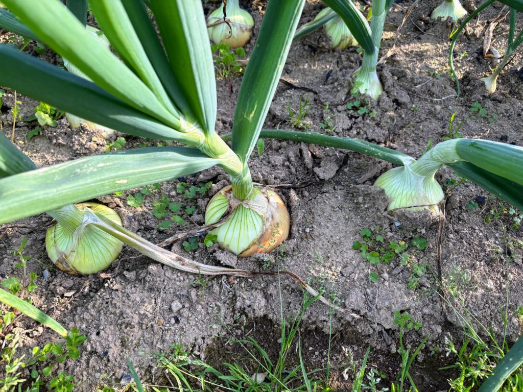 IMG_2598-1024x768 初夏の日差し