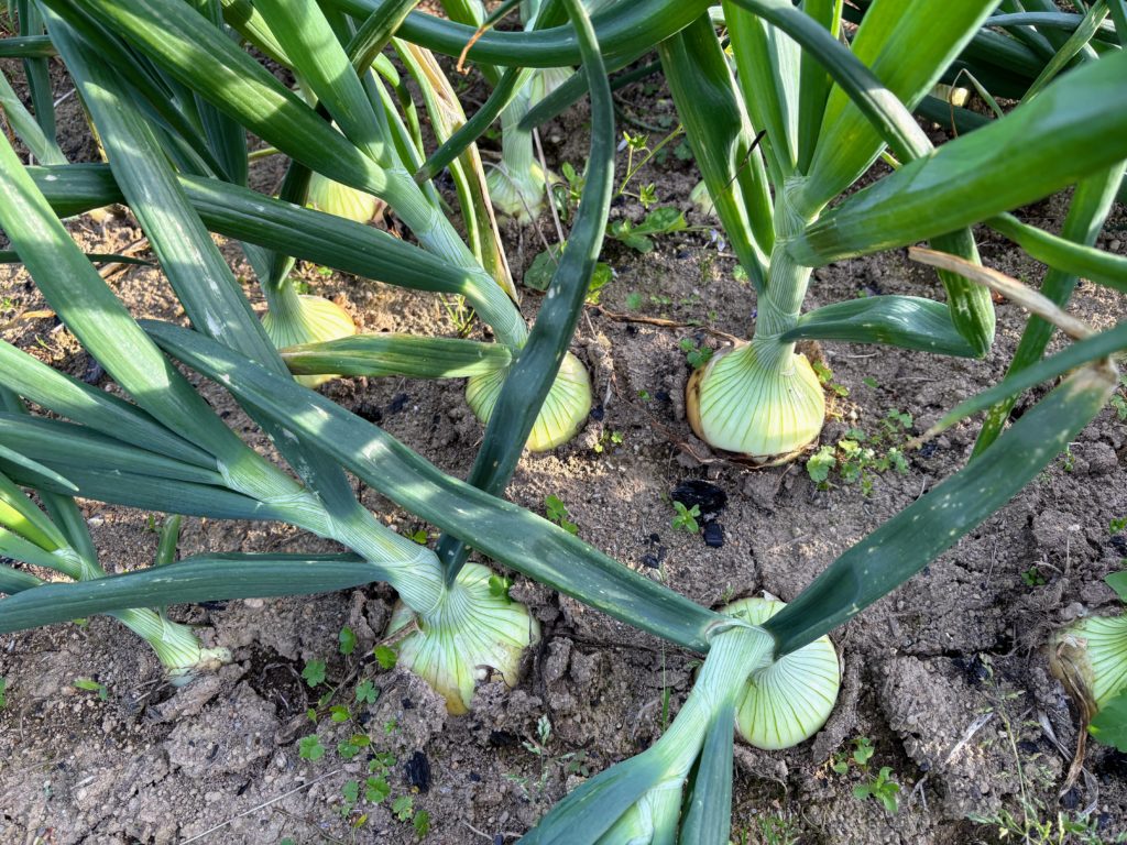 IMG_2599-1024x768 初夏の日差し