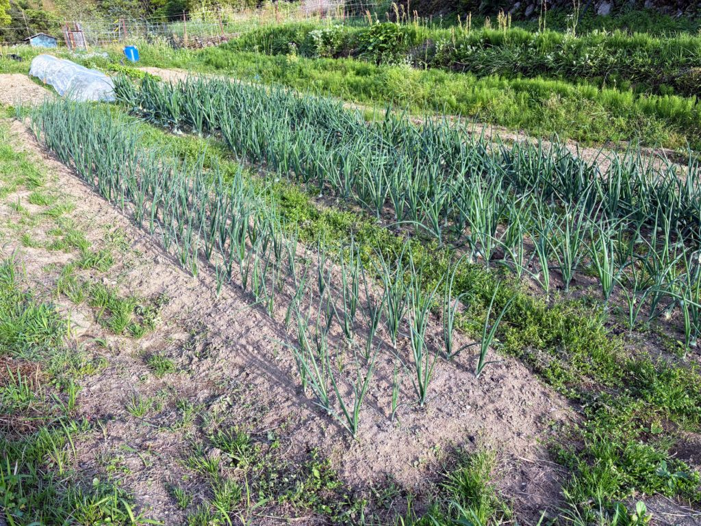 IMG_2600-1024x768 初夏の日差し