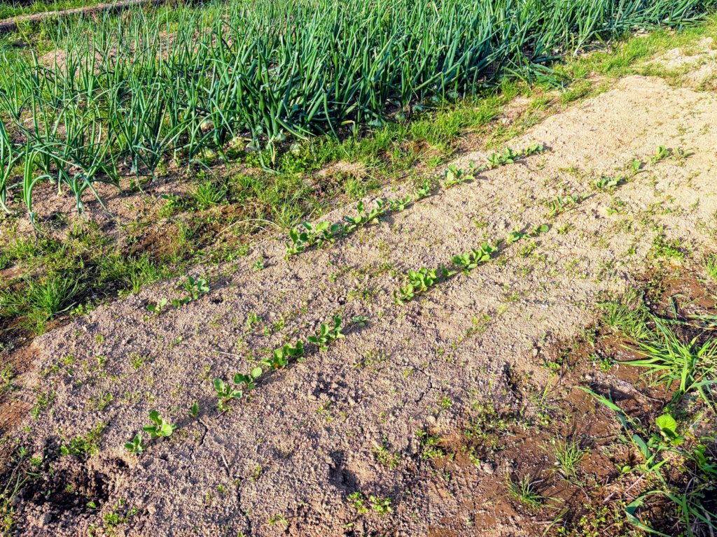 IMG_2601-EDIT-1-1024x768 初夏の日差し