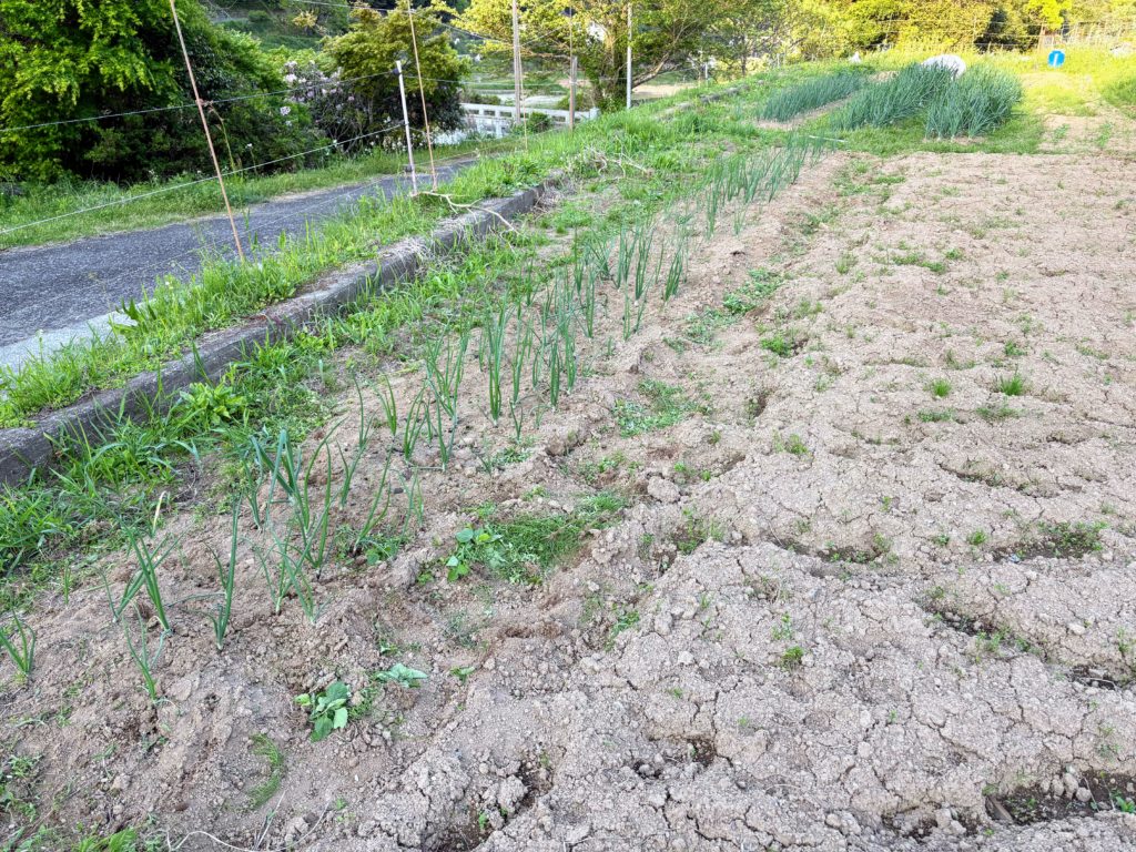 IMG_2602-1-1024x768 初夏の日差し