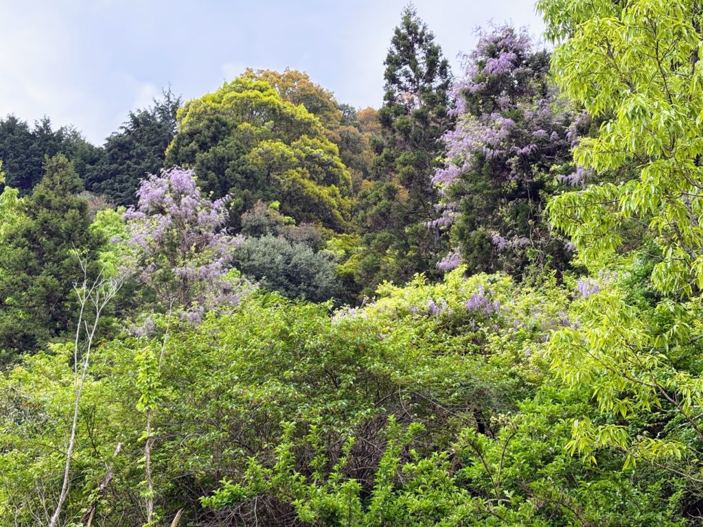 IMG_2605-1024x768 春雨じゃ濡れていこう