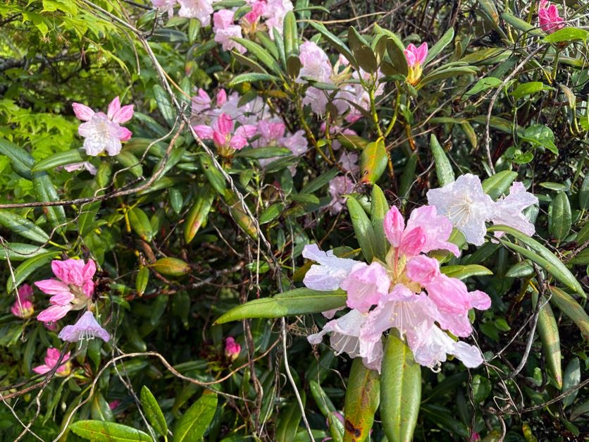 IMG_2612 昭和の思い出話し