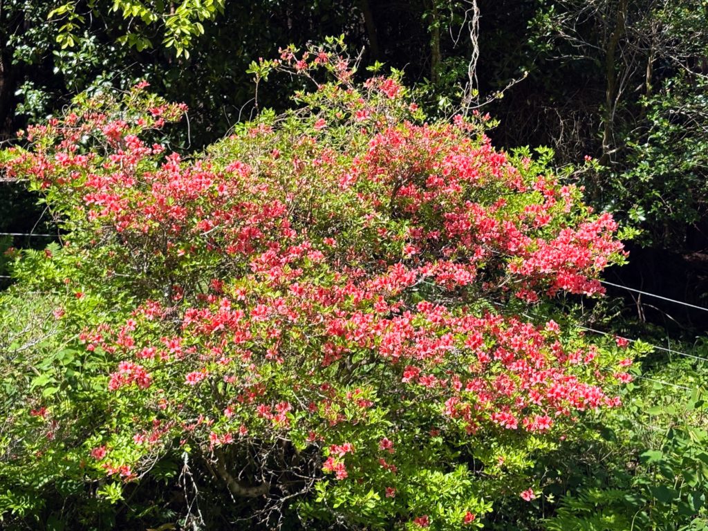 IMG_2617-1024x768 春キャベツを頂いた。