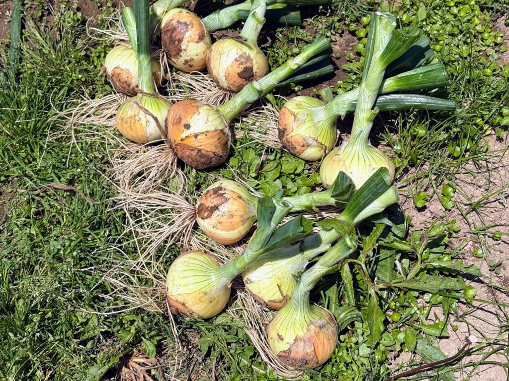 IMG_2622-1024x768 春キャベツを頂いた。