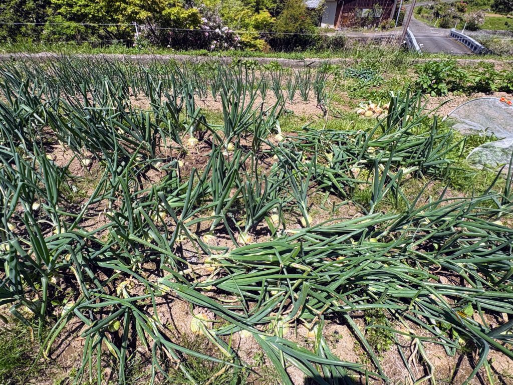 IMG_2656-1024x768 春キャベツを頂いた。