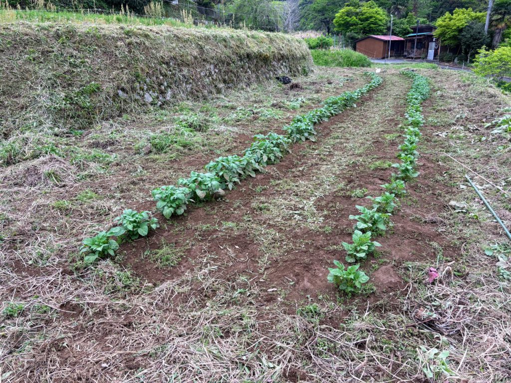 kusa-1-1024x768 田植え完了