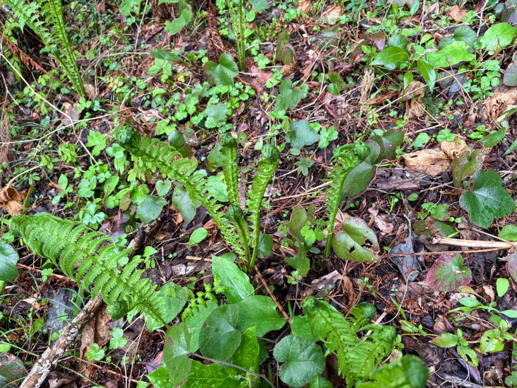 こごみ-1024x768 春雨に、「散る桜、残る桜も散る桜（良寛）」