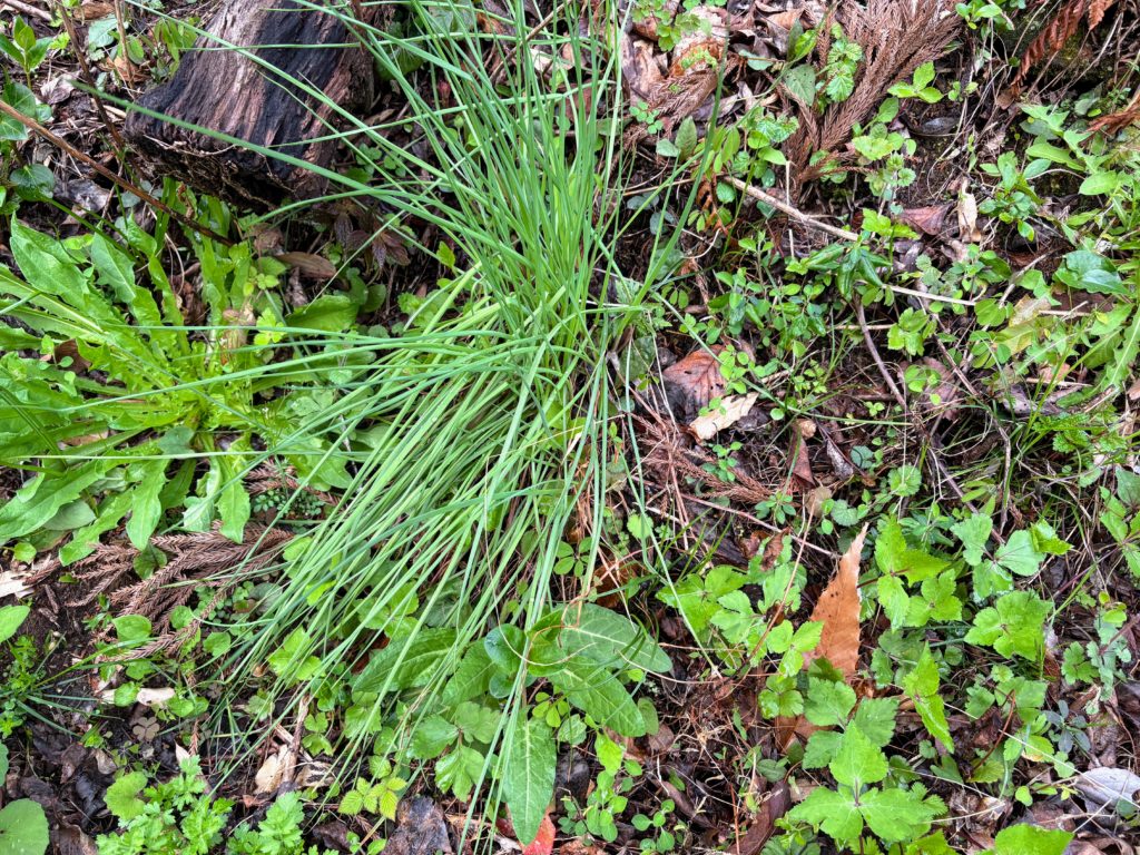 らっきょう-1024x768 春雨に、「散る桜、残る桜も散る桜（良寛）」