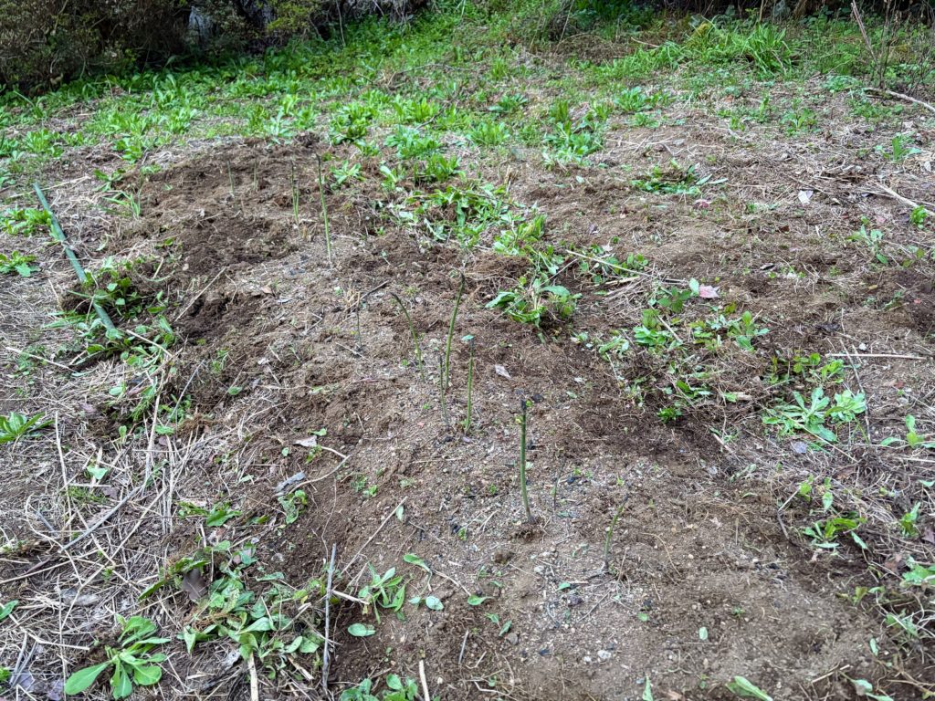 アスパラ-1024x768 今日は１日中、野良仕事