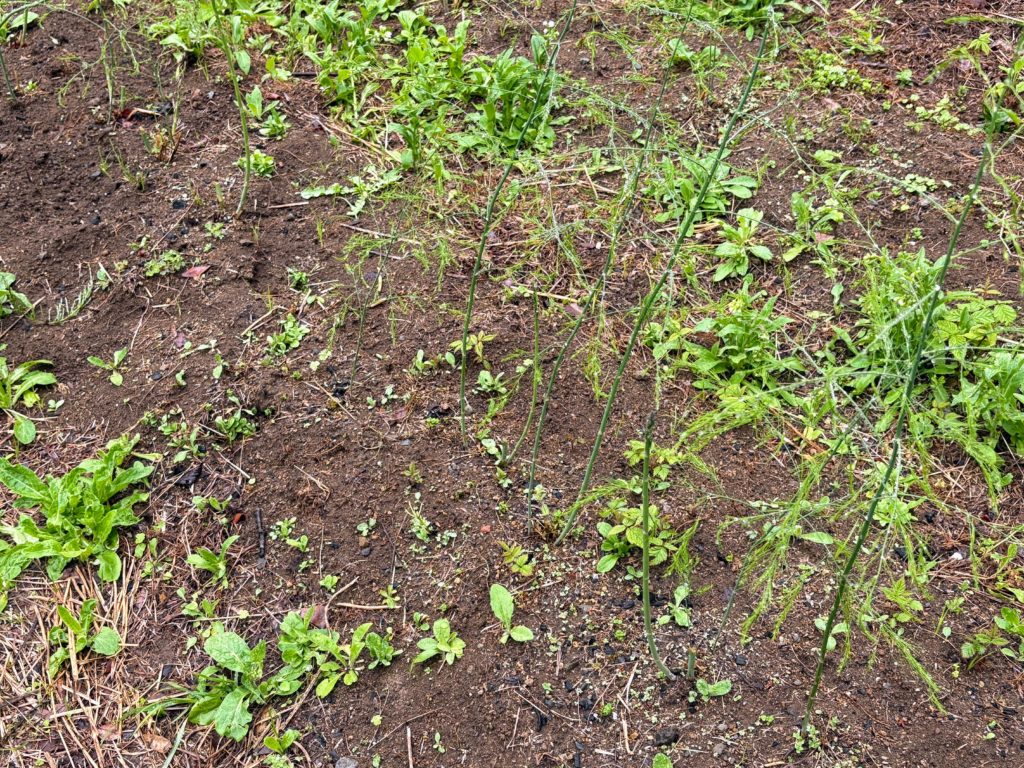 アスパラ２-1024x768 伊豆の雨