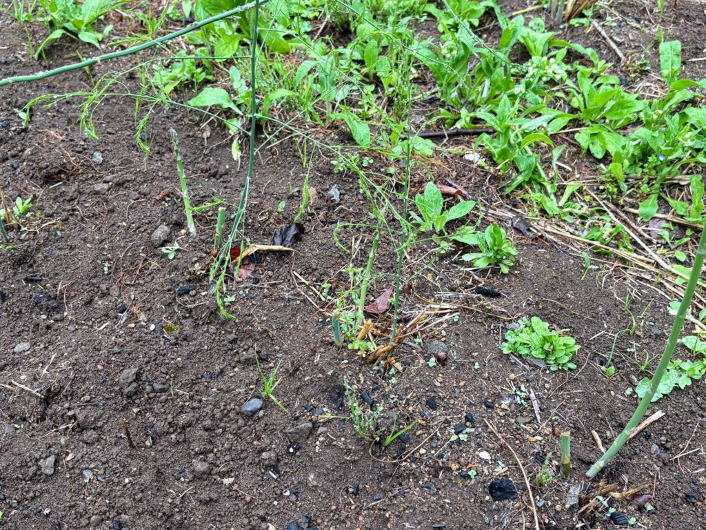 アスパラ３-1024x768 伊豆の雨