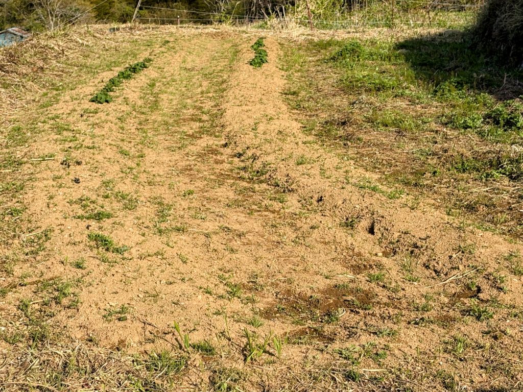 ジャガ２-1024x768 今日は１日中、野良仕事