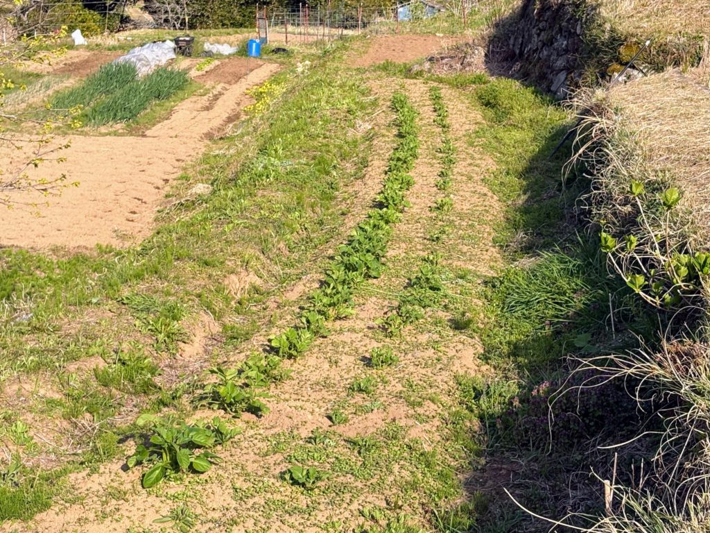 ジャガ３-1024x768 今日は１日中、野良仕事