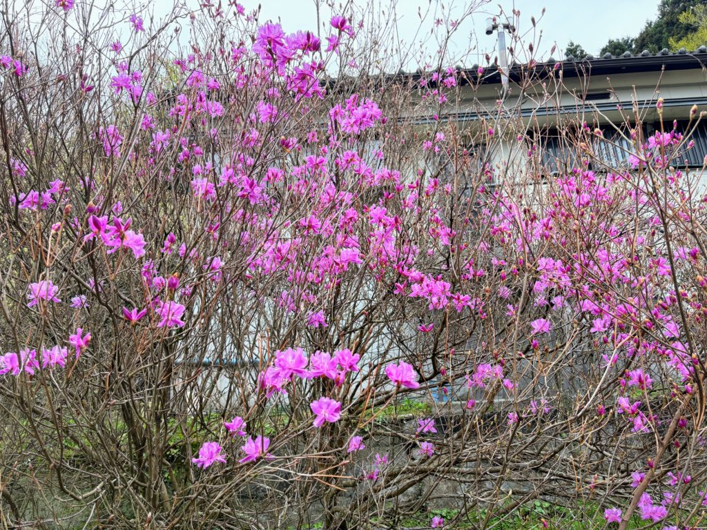 ツツジ-1024x768 春雨に、「散る桜、残る桜も散る桜（良寛）」
