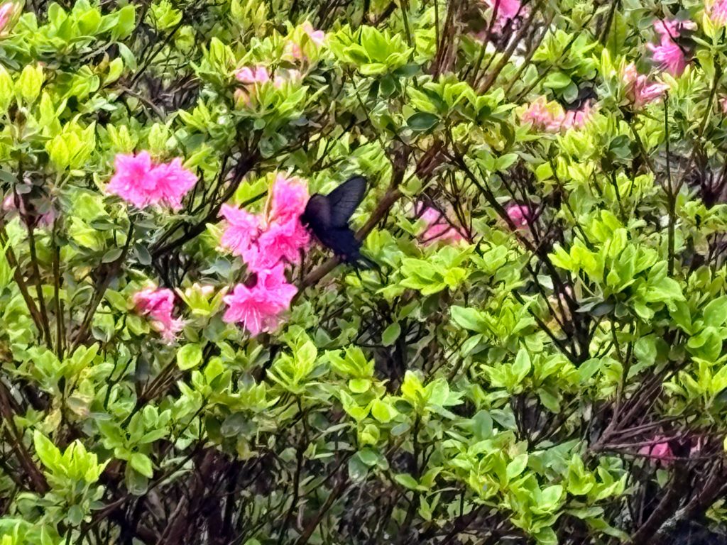 ツツジ１-1024x768 伊豆の雨