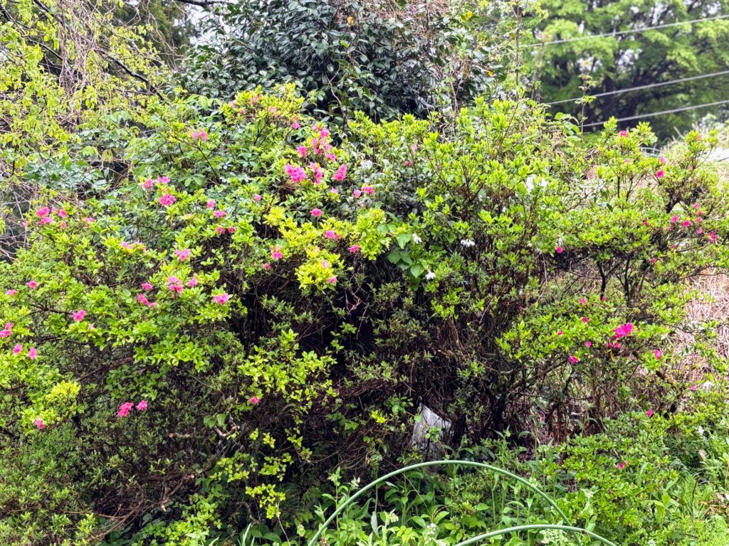 ツツジ２-1024x768 伊豆の雨