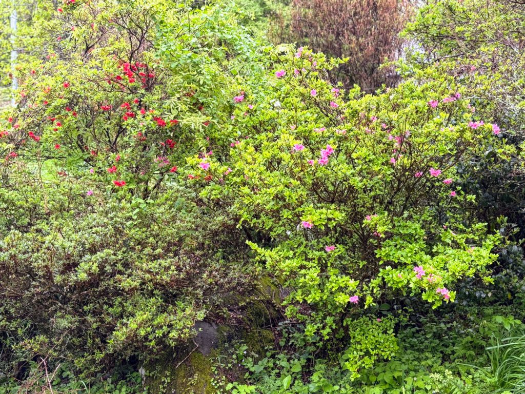 ツツジ３-1024x768 伊豆の雨