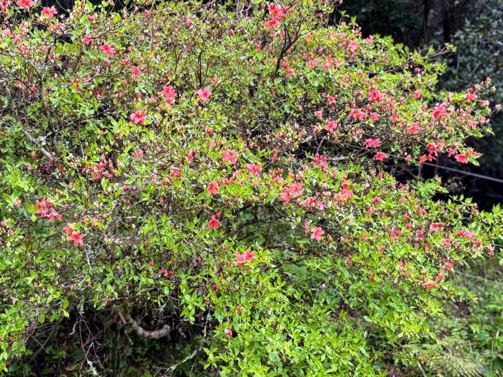 ツツジ４-1024x768 伊豆の雨