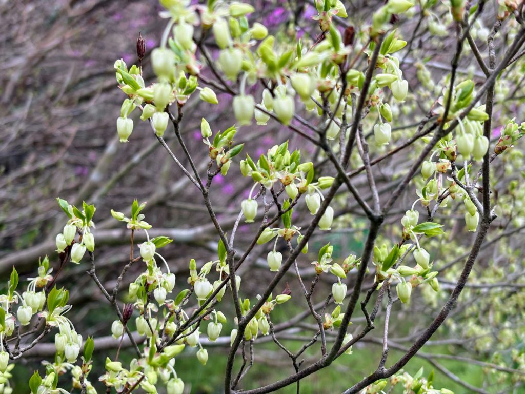 ドウダンツツジ１-1024x768 春雨に、「散る桜、残る桜も散る桜（良寛）」
