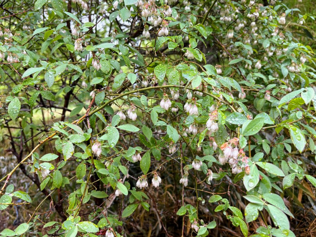 ブルーベリー-1024x768 伊豆の雨