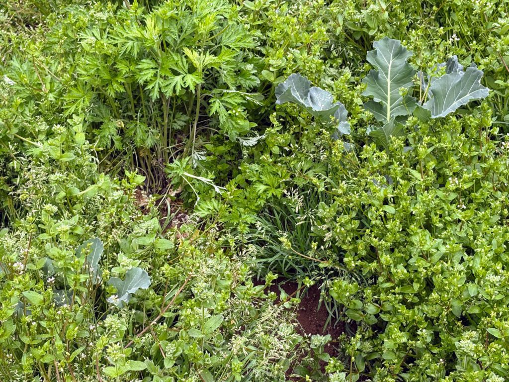 ブロッコリ-1024x768 春雨に、「散る桜、残る桜も散る桜（良寛）」