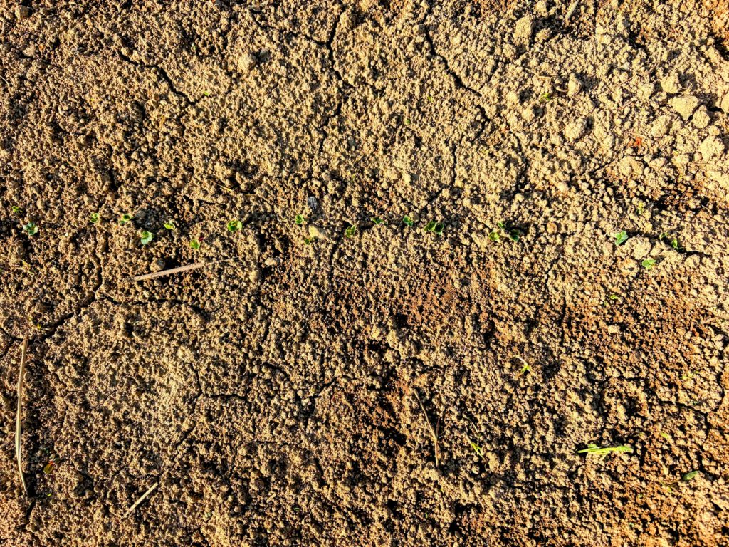 ラディッシュ-1024x768 今日は１日中、野良仕事