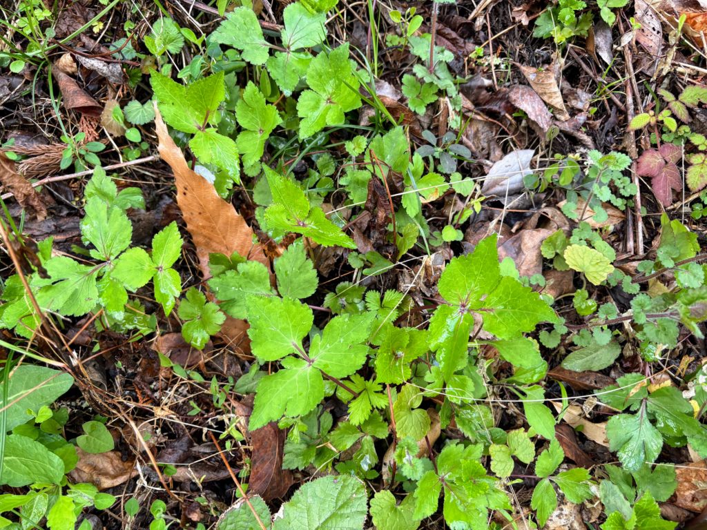 三つ葉-1024x768 春雨に、「散る桜、残る桜も散る桜（良寛）」
