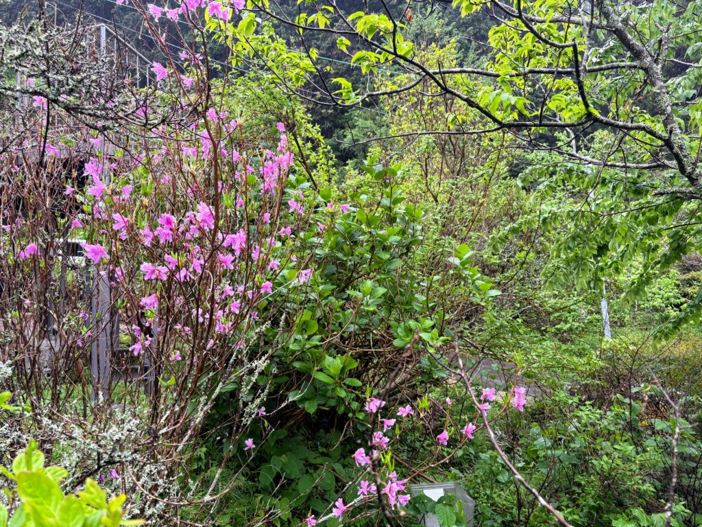 三つ葉ツツジ-1024x768 伊豆の雨