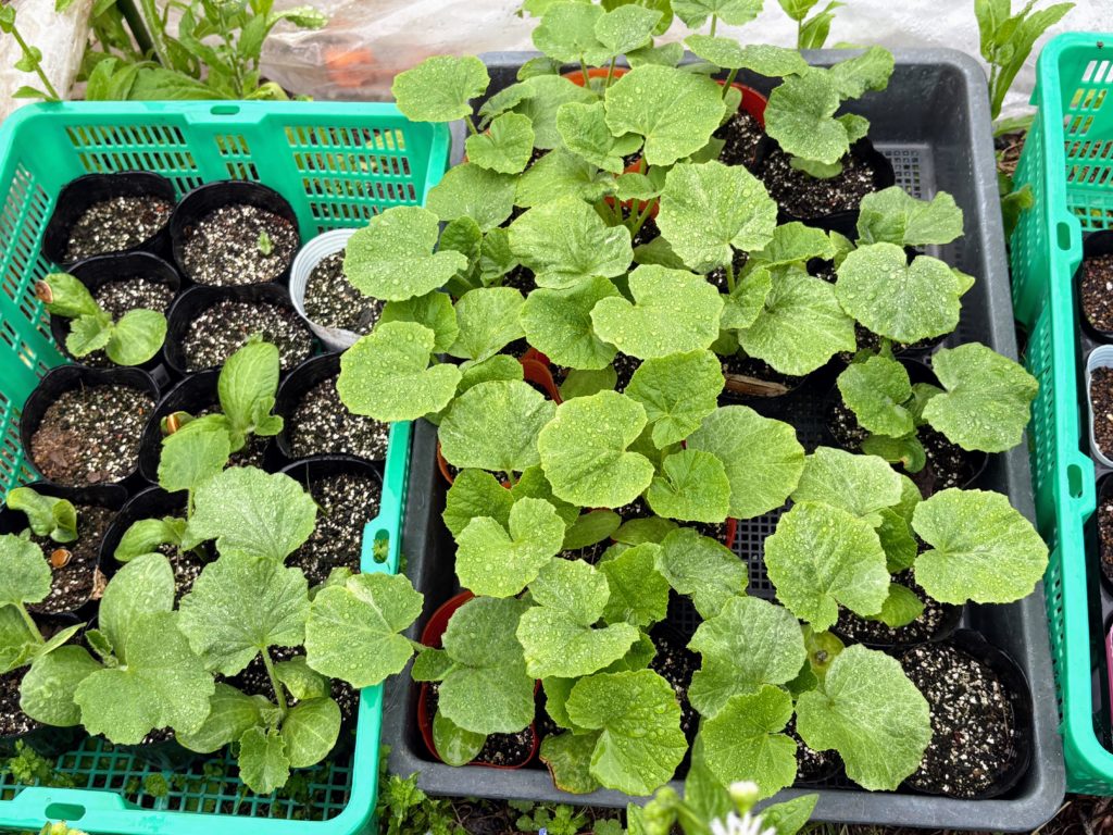 南瓜苗-1024x768 伊豆の雨