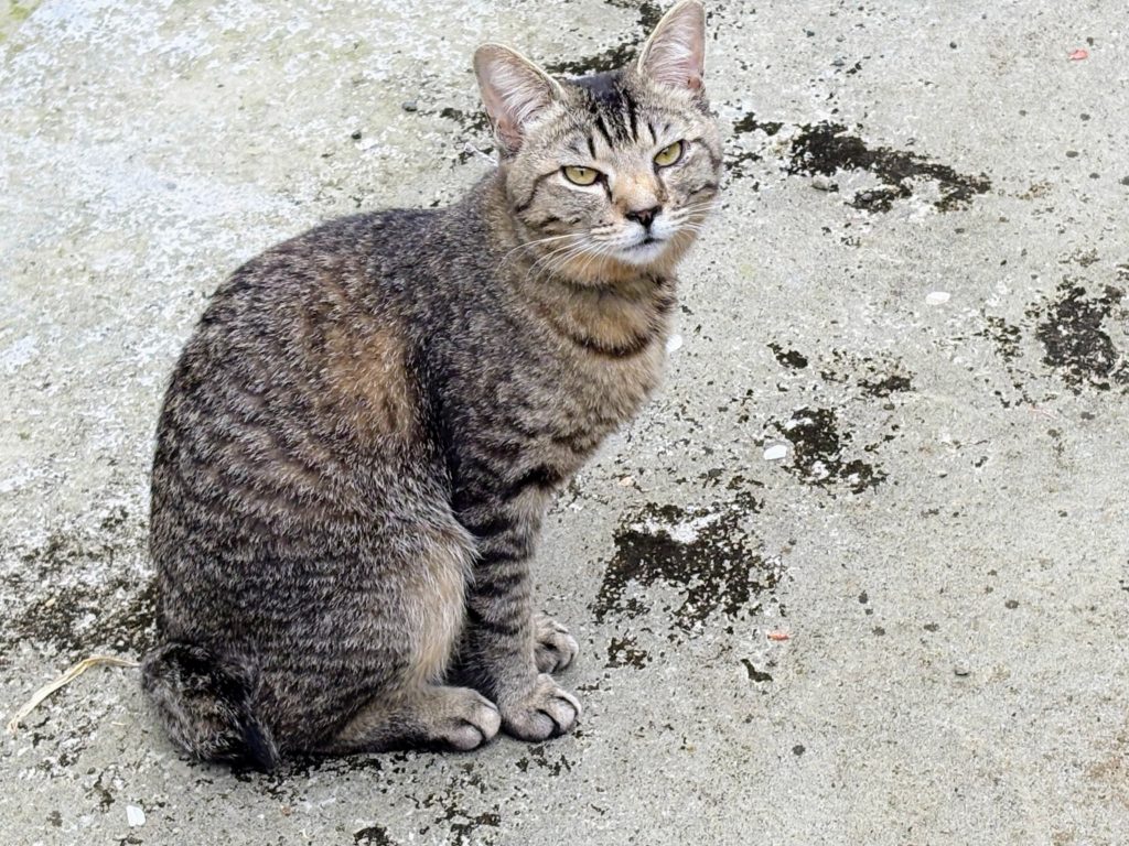 太郎-1024x768 春雨に、「散る桜、残る桜も散る桜（良寛）」