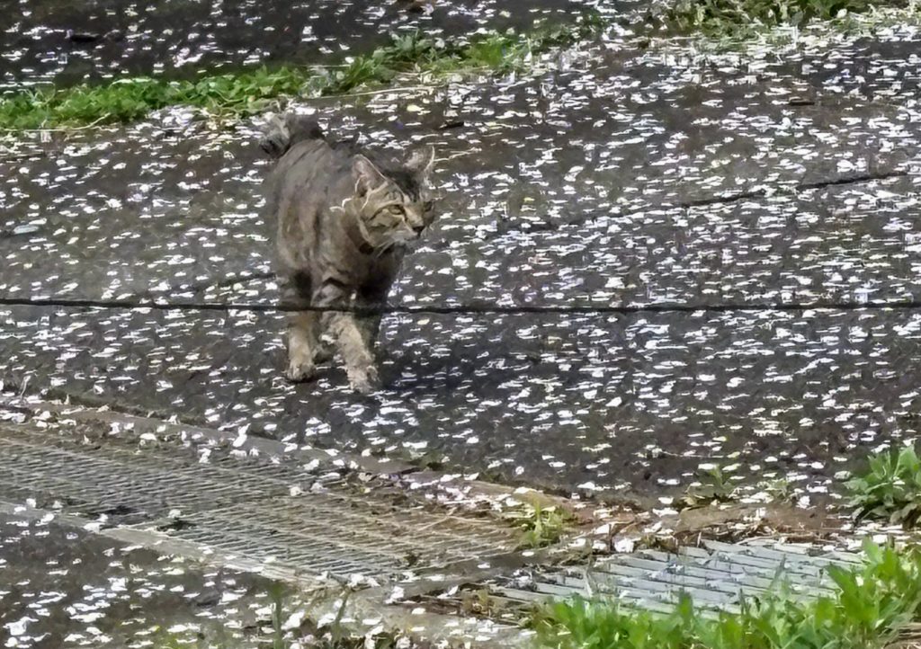 太郎３-1024x722 春雨に、「散る桜、残る桜も散る桜（良寛）」