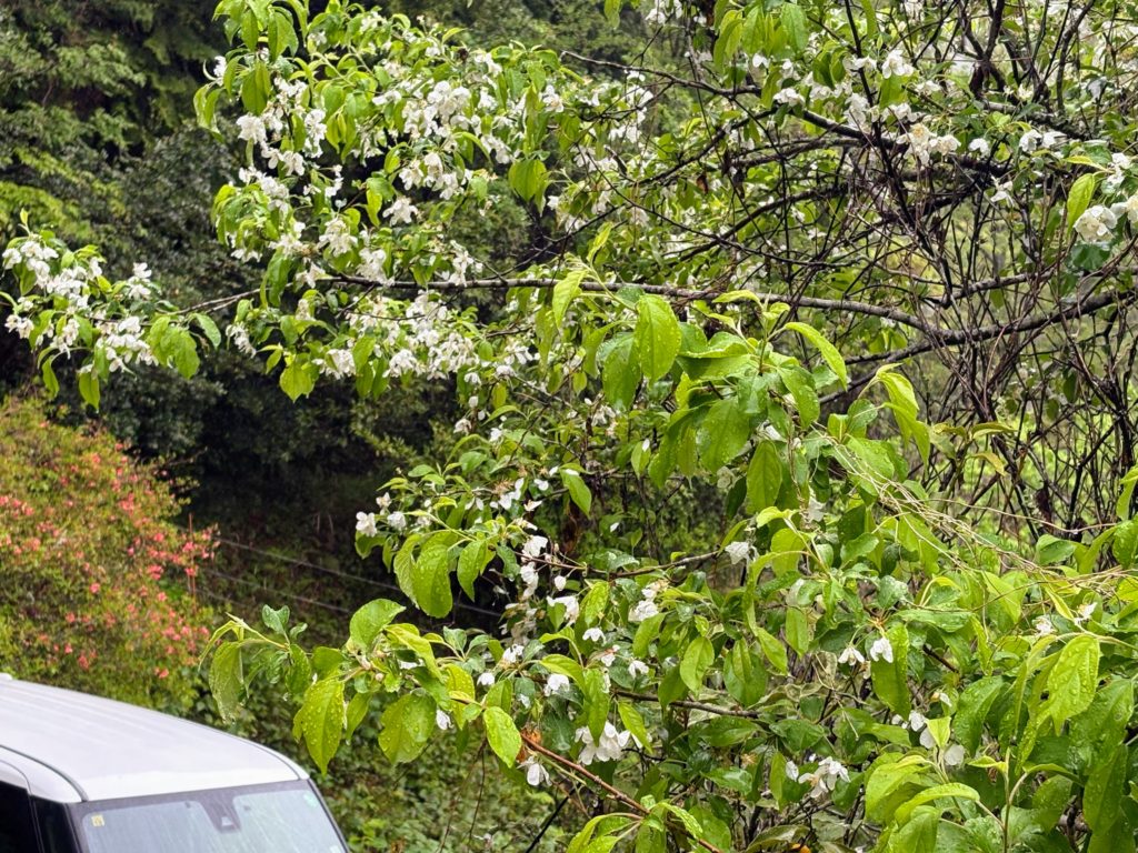 姫りんご-1024x768 伊豆の雨