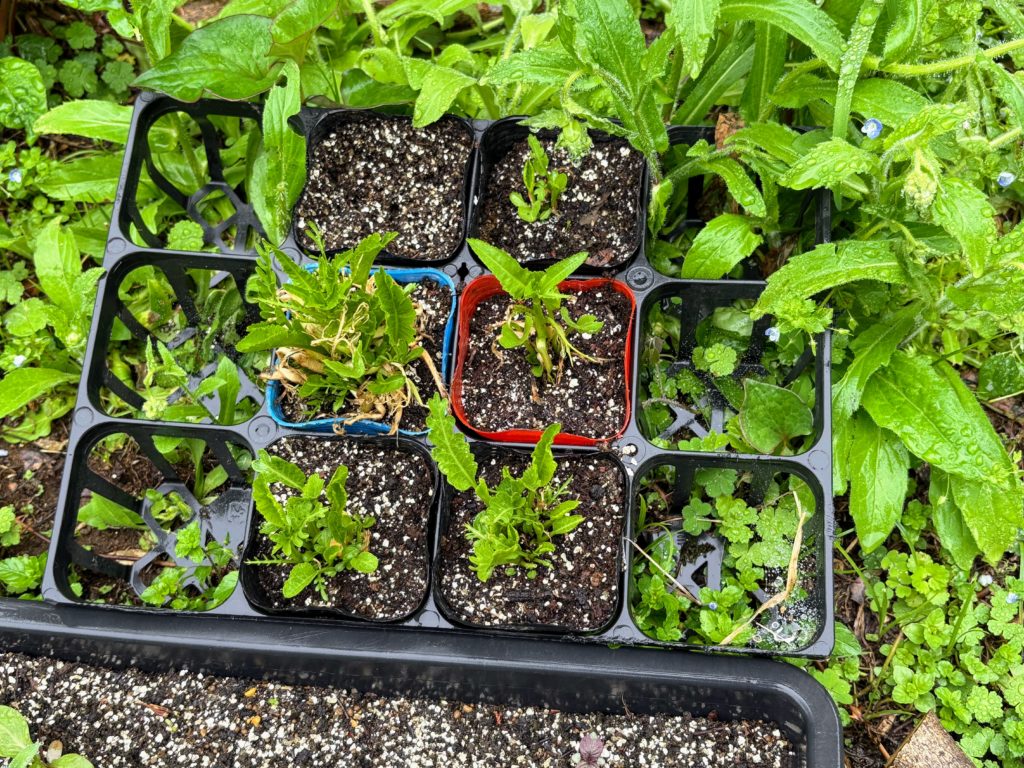 山わさび-1024x768 伊豆の雨